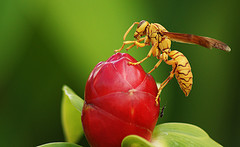 idee-abeille