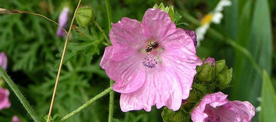 bienfaits de la mauve