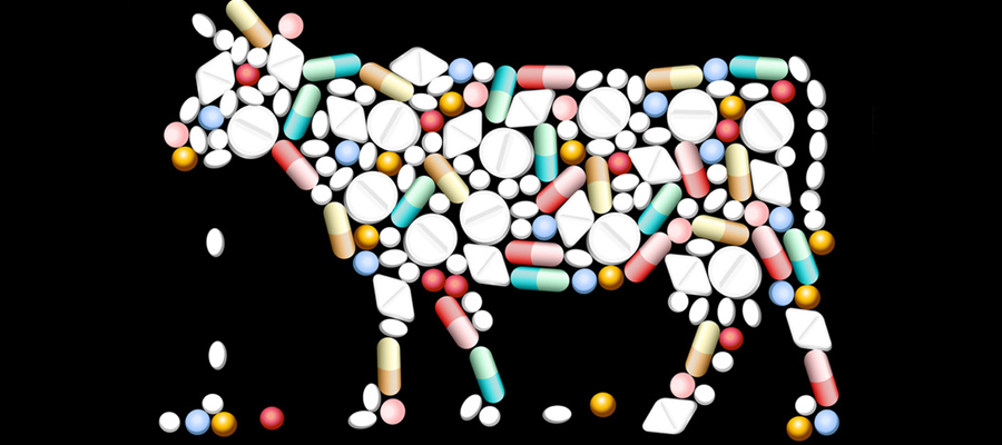 antibiotiques dans l’élevage,