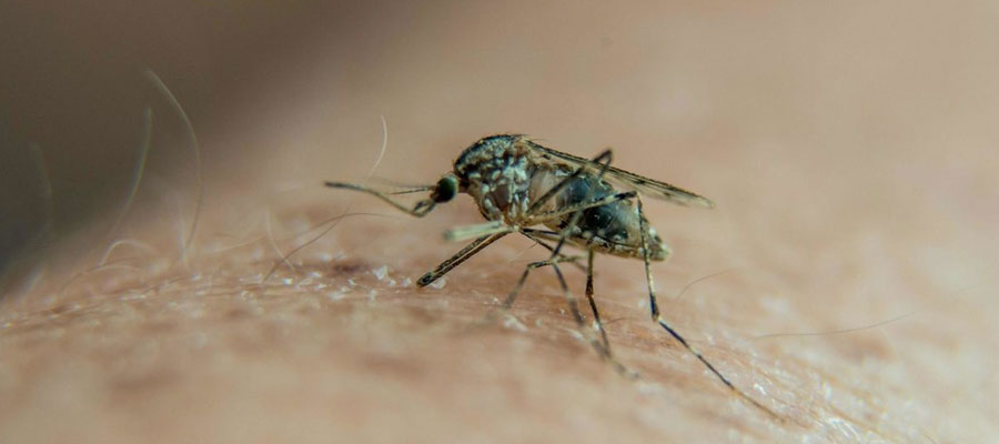 atteinte du virus Zika